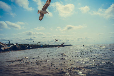 Birds flying over sea against sky