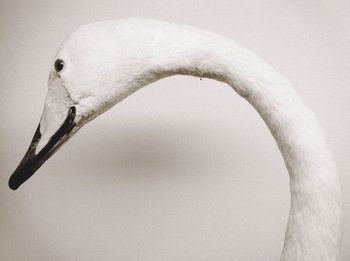 Close-up of object over white background
