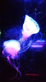 Close-up of jellyfish in aquarium