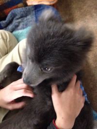 Close-up of man holding puppy