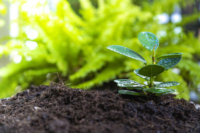 Close-up of small plant