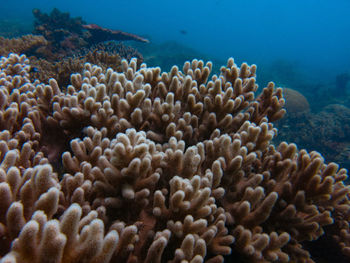 Coral found at coral reef area at tioman island, malaysia