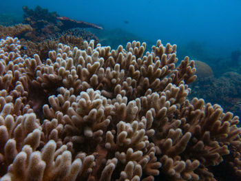 View of coral in sea