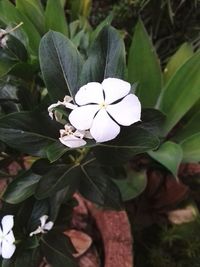 Close-up of white flowering plant