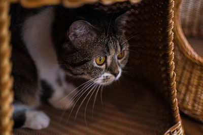 Close-up portrait of a cat