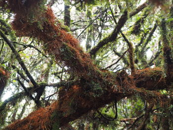 Low angle view of trees in forest