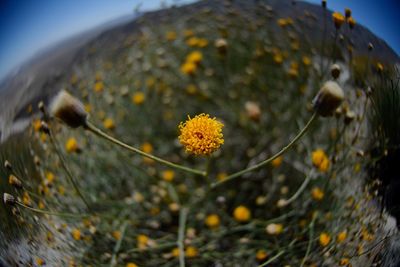 Close-up of yellow flowers