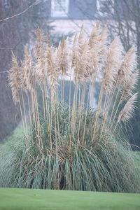 Close-up of dried plant on field