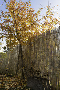 Low angle view of trees against sky during autumn