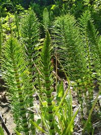 Close-up of plants growing on field