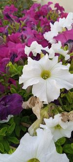 Close-up of white flowering plants