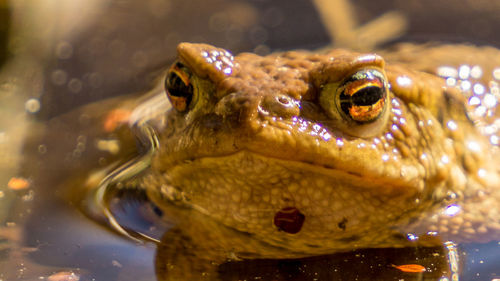 Close-up of frog in water