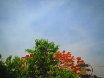 Low angle view of flower trees against sky