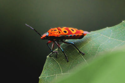 Close-up of insect on leaf