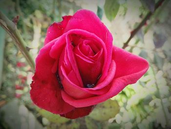 Close-up of red rose blooming outdoors