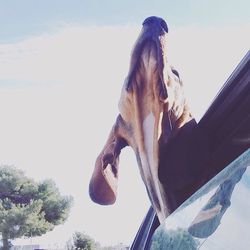 Close-up of tree against sky