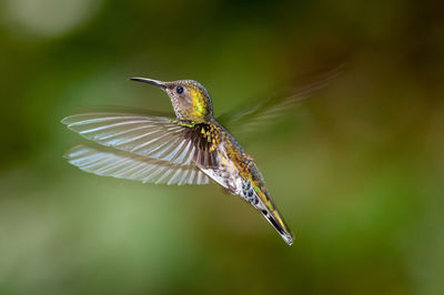 Close-up of a bird flying