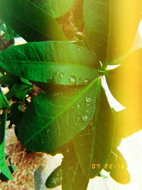 Close-up of wet plant leaves