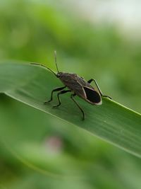 Close-up of insect on leaf