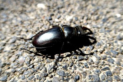 Close-up of insect