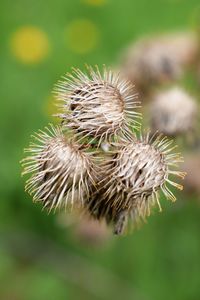 Close-up of dried thistle