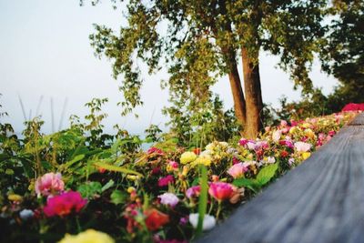 Pink flowers blooming on tree