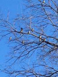 Low angle view of bird perching on bare tree against sky