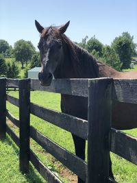 View of an horse on field