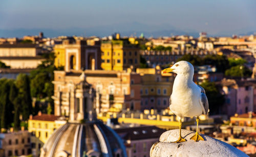 Seagull perching on a city