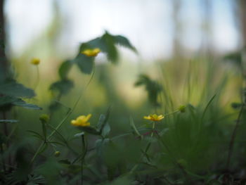 Close-up of yellow flowers growing in field
