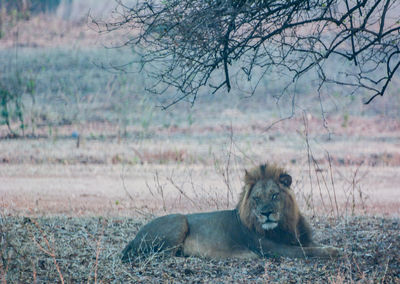 Lion in the savannah of in zimbabwe, south africa