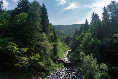 Scenic view of forest against sky