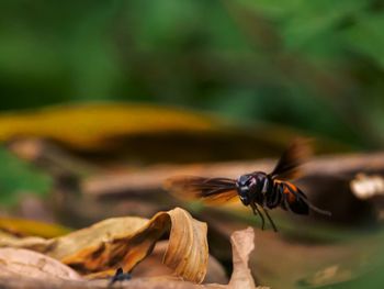 Close-up of bee pollinating flower