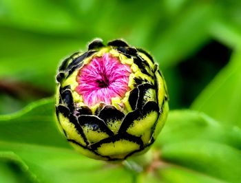 Close-up of honey bee on plant