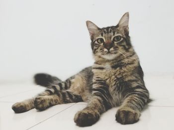 Close-up portrait of cat