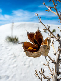 winter