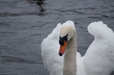Swan floating on a water