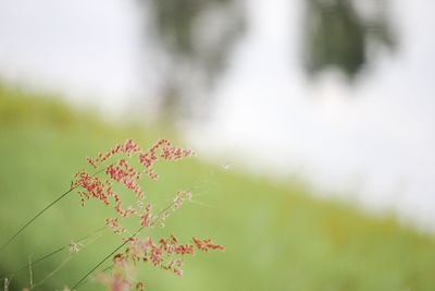 Close-up of leaves on plant during autumn