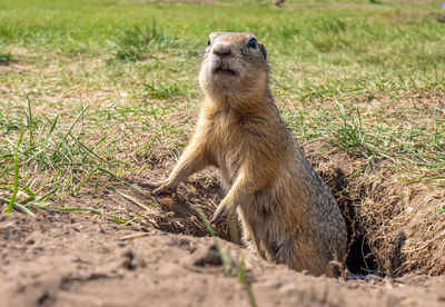 Gopher is standing on the lawn near its hole and looking at the camera. close-up.