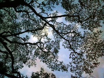 Low angle view of trees against clear sky