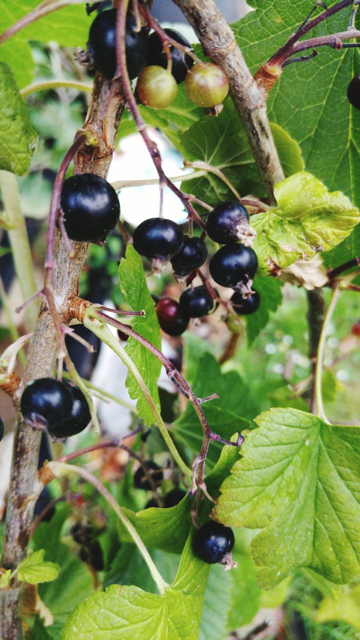 fruit, food and drink, growth, food, close-up, green color, freshness, leaf, nature, no people, day, healthy eating, outdoors, unripe, focus on foreground, black color, plant, tree, beauty in nature, hanging, black olive