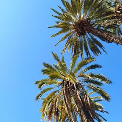 Low angle view of palm tree against blue sky