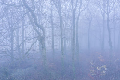 Trees in forest during winter