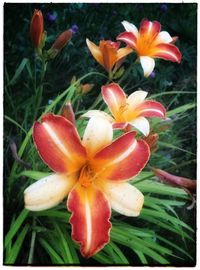 Close-up of day lily blooming outdoors