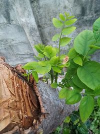 Close-up of leaves on tree trunk in forest