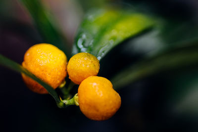 Close-up of oranges growing on tree