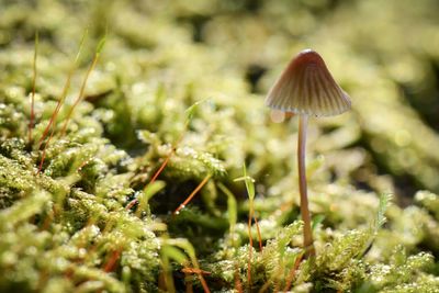 Close-up of mushroom growing on field