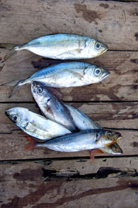 High angle view of fish