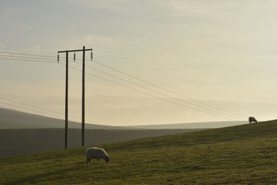 Horse grazing in a field