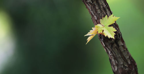 Close-up of yellow leaves on tree trunk